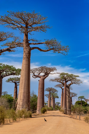 Iconic Baobab Alley in Morondava, No people on empty avenue. Famous majestic endemic trees against blue sky. Travel concept. Madagascar landscapeの写真素材