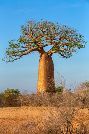 Baobab trees standing tall in Kivalo, Morondava. A Spectacular View of endemic majestic tree against morning blue sky. Madagascar pure wilderness landscape.の写真素材