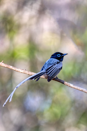 Beautiful bird Malagasy paradise flycatcher (Terpsiphone mutata), Male white phase, endemic species...
