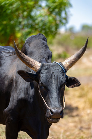 Close-up portrait of a majestic Zebu in Kivalo, Madagascar. Capturing the essence of rural life and livestock in Africa.の写真素材
