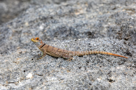 Cuvier's Madagascar swift (Oplurus cuvieri), known as Madagascan collared iguana or iguanid lizard. Endemic species of lizard in the family Opluridae. Tsingy de Bemaraha, Madagascar wildlife animalの写真素材