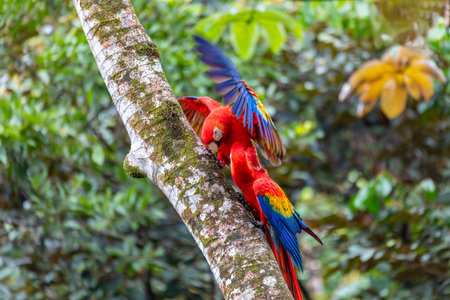 Scarlet macaw (Ara macao), couple perched on tree. Quepos, Wildlife and birdwatching in Costa Rica.の写真素材
