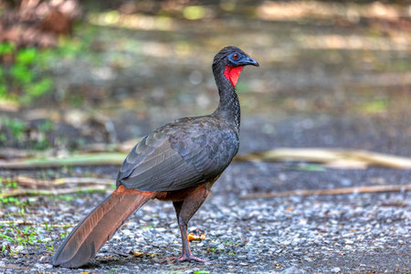 Crested Guan (Penelope purpurascens) in rainforest, La Fortuna, Volcano Arenal, Wildlife and birdwatching in Costa Rica.の写真素材