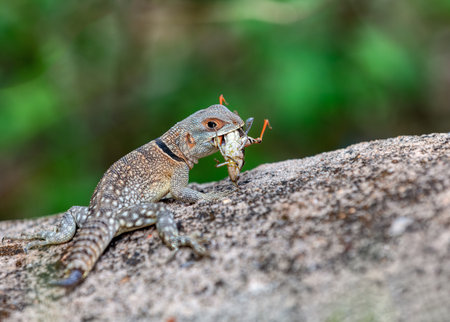 Cuvier's Madagascar swift (Oplurus cuvieri), known as Madagascan collared iguana or iguanid lizard. Endemic species of lizard in the family Opluridae. Miandrivazo, Menabe Madagascar wildlife animalの写真素材