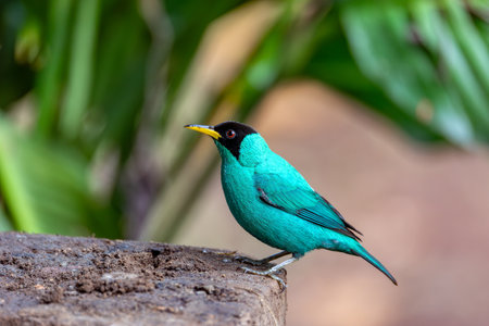 Green Honeycreeper - Chlorophanes spiza, small green bird with black head in tanager family, found in the tropical forest. La Fortuna, Volcano Arenal, Wildlife and birdwatching in Costa Rica.の写真素材
