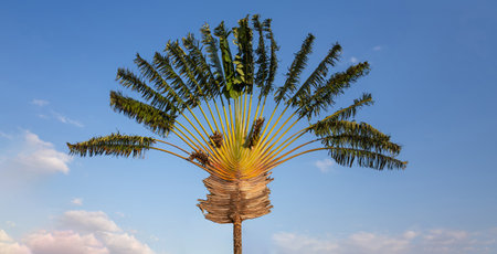 Ravenala is a genus of monocotyledonous flowering plants. Ravenala madagascariensis, commonly known as the traveller's tree, traveller's palm or East-West palm, symbol of Madagascar.の写真素材