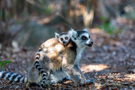 Ring-tailed lemur (Lemur catta), Mother with baby on back sitting on stone. Endangered endemic animal in Anja Community Reserve, Madagascar wildlife animal.の写真素材