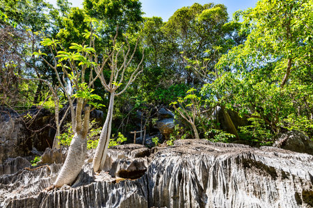 Petit Tsingy de Bemaraha, Strict Nature Reserve located near the western coast of Madagascar. UNESCO World Heritage with unique geography, mangrove forests, and animals. Madagascar wilderness landscapeのeditorial素材