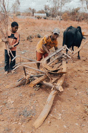 Ankazomiriotra, Madagascar - November 1, 2022: Malagasy farmer, with the help of his sons, engages the plow with the zebu. Agriculture is one of the main means of livelihood in the countryside.のeditorial素材