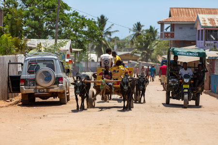 Belo Sur Tsiribihina, Madagascar - NOVEMBER 4 2022: A zebu cart carries Malagasy beer on a dusty road on a hot day. The zebu is widely used as a draft animal in Madagascar.のeditorial素材