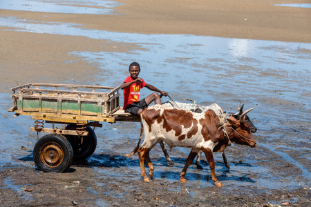 Toliara, Madagascar - November 21, 2022: Traditional zebu carriage in Toliara port at low tide. The zebu is widely used as a draft animal in Madagascar.のeditorial素材