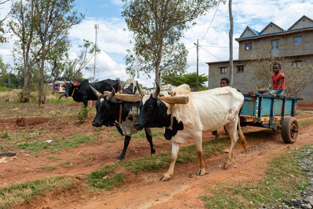 Ankazomiriotra, Madagascar - November 1, 2022: Traditional zebu carriage on the road. The zebu is widely used as a draft animal in Madagascar.のeditorial素材