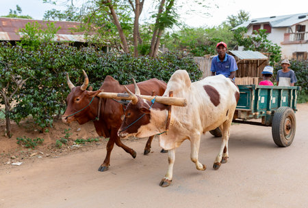 Miandrivazo, Madagascar - November 1, 2022: A zebu-drawn cart makes its way through the streets, adding to the local charm of this remote Malagasy town.のeditorial素材