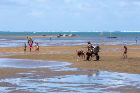 Toliara, Madagascar - November 21, 2022: Traditional zebu carriage in Toliara port at low tide. The zebu is widely used as a draft animal in Madagascar.のeditorial素材