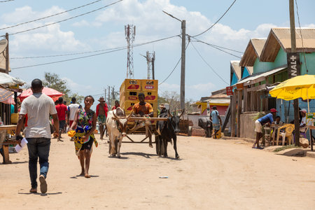 Belo Sur Tsiribihina, Madagascar - NOVEMBER 4 2022: A zebu cart carries Malagasy beer on a dusty road on a hot day. The zebu is widely used as a draft animal in Madagascar.のeditorial素材