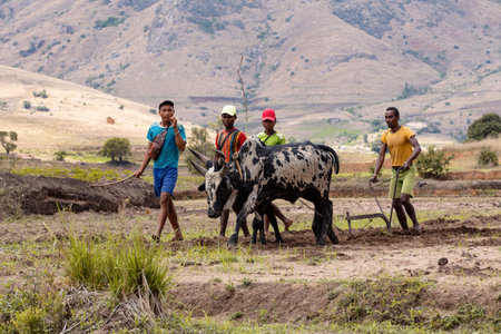 ANDRINGITRA MOUNTAIN, MADAGASCAR - NOVEMBER 17, 2022: A farmer cultivates a field with the help of zebu cattle, which have been used for agriculture in Madagascar for centuries.のeditorial素材