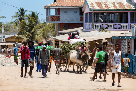 Belo Sur Tsiribihina, Madagascar - NOVEMBER 4 2022: Ordinary Malagasy peoples on the busy street. The zebu is widely used as a draft animal in Madagascar.のeditorial素材