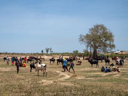 Belo Sur Tsiribihina, Madagascar - November 4th 2022: The Zebu market is a busy place where locals come to buy and sell livestock. Zebu are an important part of the culture and economy of Madagascar.のeditorial素材