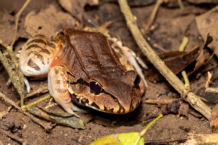 Savages thin-toed frog (Leptodactylus savagei) thin-toed frog species of leptodactylid frog, Carara National Park, Tarcoles, Costa Rica wildlife.の写真素材