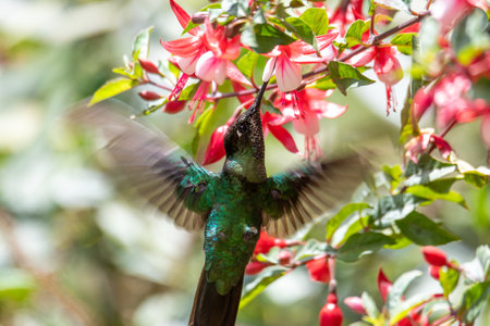 violet-headed hummingbird (Klais guimeti) Beautiful bird at San Gerardo de Dota, Wildlife and bird watching in Costa Rica.の写真素材