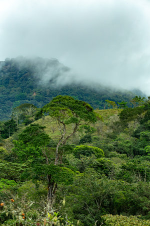 Dense Tropical Rain Forest with low clouds and mist, Sabanas, Traditional Costa Rica green landscapeの写真素材