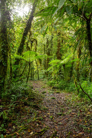 Jungle landscape. Rain forest in Tapanti national park, traditional misty cloudy weather. Green natural background. Costa Rica wildernessの写真素材