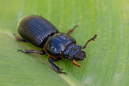 Patent-leather beetle or horned passalus (Odontotaenius disjunctus), insect walking on green leaf, San Gerardo Costa Rica wildlifeの写真素材