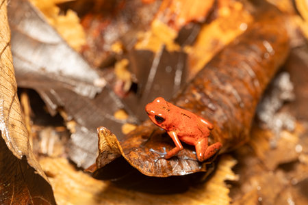Strawberry poison-dart frog (Oophaga pumilio, formerly Dendrobates pumilio), species of small poison dart frog found in Central America. Tortuguero, Costa Rica wildlifeの写真素材