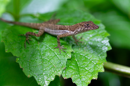 Small endemic forest lizard Anolis polylepis, the many-scaled anole or Golfo-Dulce anole, Quepos Costa Rica wildlifeの写真素材