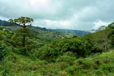 Jungle landscape. Rain forest in Tapanti national park, traditional misty cloudy weather. Green natural background. Costa Rica wildernessの写真素材