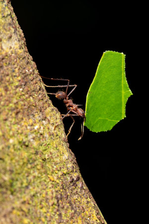 Leafcutter ant (Atta cephalotes) on branch, carrying green leaf. It cuts leaves and grows mushrooms in an anthill on them. La Fortuna Alajuela - Arenal, Costa Rica wildlife .の写真素材