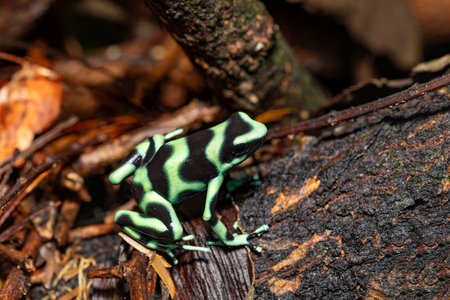 Green-and-black poison dart frog (Dendrobates auratus), La Fortuna Alajuela - Arenal, Costa Rica wildlife.の写真素材