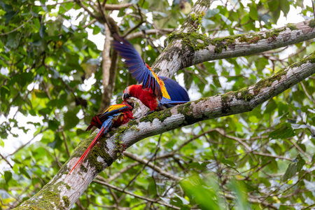 Scarlet macaw (Ara macao), couple perched on tree. Quepos, Wildlife and bird watching in Costa Rica.の写真素材