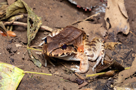 Savages thin-toed frog (Leptodactylus savagei) thin-toed frog species of leptodactylid frog, Carara National Park, Tarcoles, Costa Rica wildlife.の写真素材