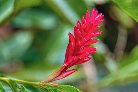 Alpinia purpurata flower aka Red ginger; A beautiful flower from a family of decorative plants, will grow in the rainforest of Costa Ricaの写真素材