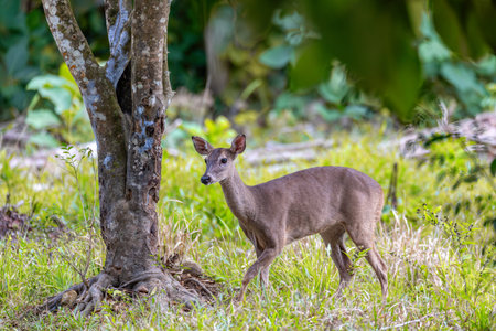 White-tailed deer (Odocoileus virginianus), also known commonly as the whitetail and the Virginia deer. Curu Wildlife Reserve, Costa Rica wildlifeの写真素材