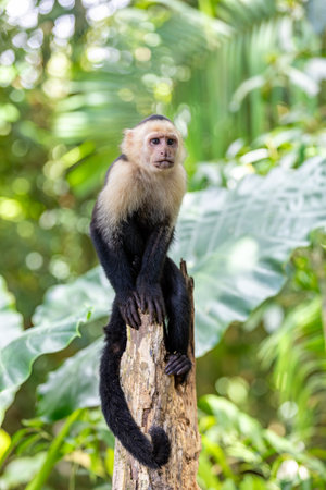 Colombian white-faced capuchin (Cebus capucinus) on tree, Manuel Antonio National Park, Costa Rica wildlifeの写真素材