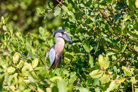 Boat-billed heron (Cochlearius cochlearius) hidden in mangrove swamps in river Bebedero, Palo Verde National park Wildlife Reserve, Costa Rica wildlife. Wildlife and birdwatching in Costa Rica.の写真素材