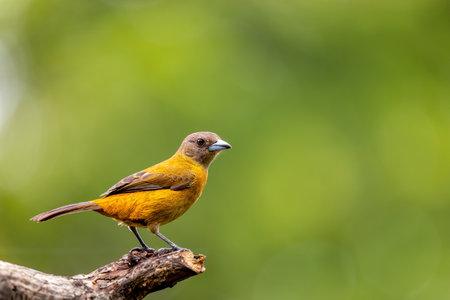 Scarlet-rumped tanager female (Ramphocelus passerinii). Bird perched on tree trunk. Refugio de Vida Silvestre Cano Negro, Wildlife and bird watching in Costa Rica.の写真素材