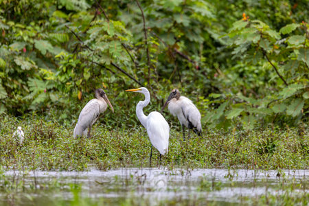 Great egret (Ardea alba), known as the common egret, large egret, or great white egret or great white heron. Refugio de Vida Silvestre Cano Negro, Wildlife and bird watching in Costa Rica.の写真素材