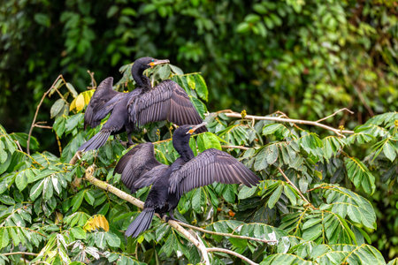 Neotropical cormorant or olivaceous cormorant (Phalacrocorax brasilianus), medium-sized cormorant. Refugio de Vida Silvestre Cano Negro, Wildlife and bird watching in Costa Rica.の写真素材
