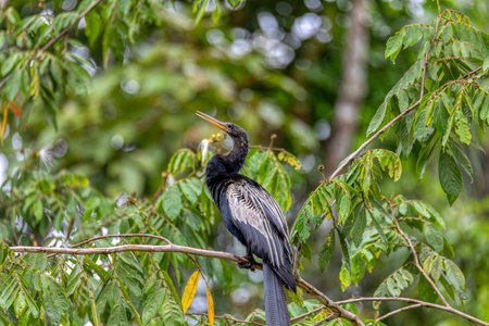 Tropical bird Snakebird, darter, American darter, or water turkey, (Anhinga anhinga). Refugio de...