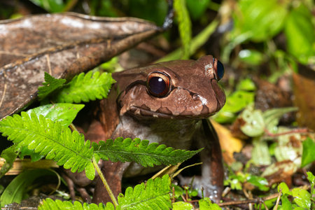 Savages thin-toed frog (Leptodactylus savagei) thin-toed frog species of leptodactylid frog, Refugio de Vida Silvestre Cano Negro, Costa Rica Wildlifeの写真素材