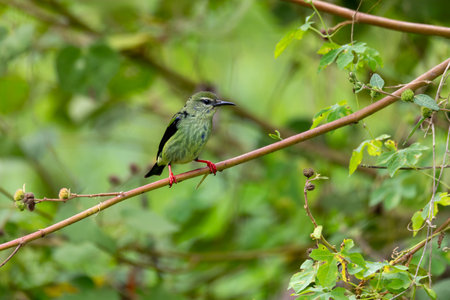Female of bird Red-legged honeycreeper (Cyanerpes cyaneus), Refugio de Vida Silvestre Cano Negro, Wildlife and bird watching in Costa Rica.の写真素材
