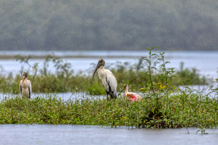 Wood stork (Mycteria americana), large American wading bird in the family Ciconiidae. Refugio de Vida Silvestre Cano Negro, Wildlife and bird watching in Costa Rica.の写真素材