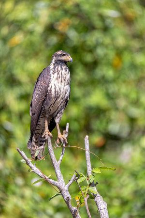 Common black hawk juvenile (Buteogallus anthracinus) is a bird of prey in the family Accipitridae. river Rio Bebedero, Palo Verde National park Wildlife Reserve, Costa Rica wildlifeの写真素材