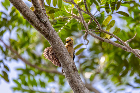 Hoffmann's woodpecker (Melanerpes hoffmannii) is a species of bird in the subfamily Picinae of the woodpecker family Picidae. Refugio de Vida Silvestre Cano Negro, Wildlife and birdwatching in Costa Rica.の写真素材