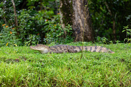 Spectacled caiman (Caiman crocodilus) or Common Caiman, crocodilian reptile, predator in Refugio de Vida Silvestre Cano Negro, Costa Rica wildlifeの写真素材