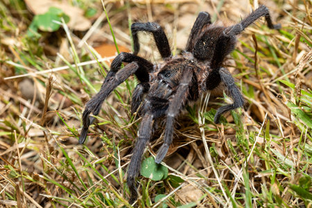 Big scary tarantula spider walking and hunting on the ground at night. Tarantula (Sericopelma melanotarsum). Curubande de Liberia, Costa Rica wildlifeの写真素材