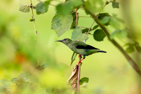 Female of bird Red-legged honeycreeper (Cyanerpes cyaneus), Refugio de Vida Silvestre Cano Negro, Wildlife and bird watching in Costa Rica.の写真素材